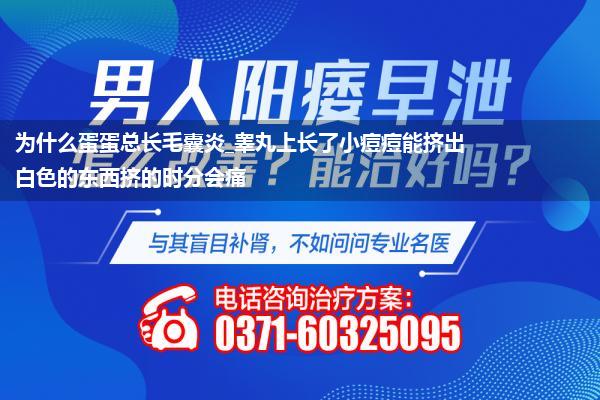 为什么蛋蛋总长毛囊炎_睾丸上长了小痘痘能挤出白色的东西挤的时分会痛